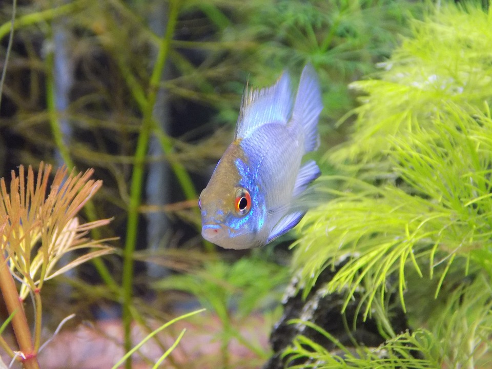 small fish 2901682 960 720
